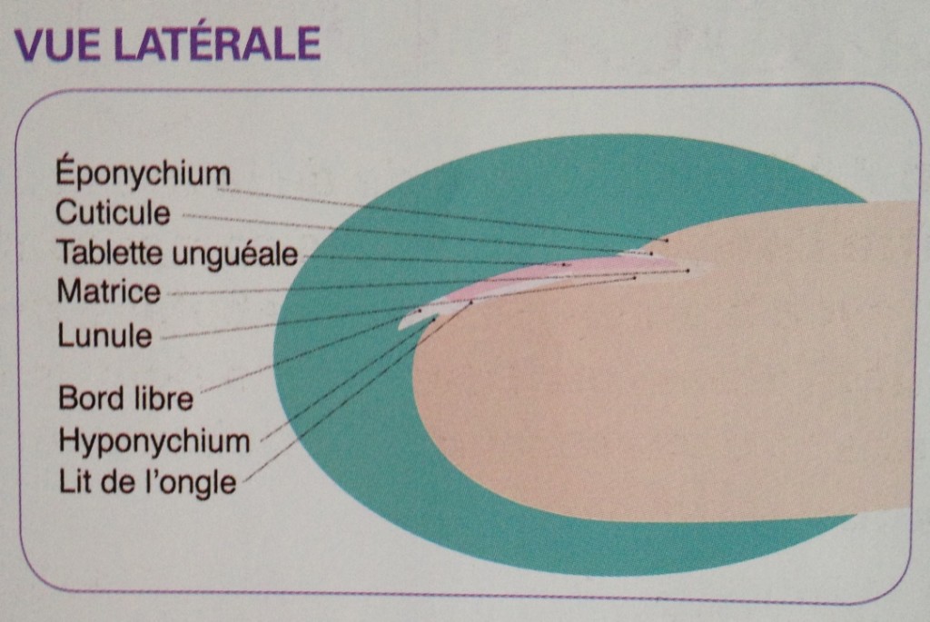 ColorNail Bien connaitre ses ongles — free download