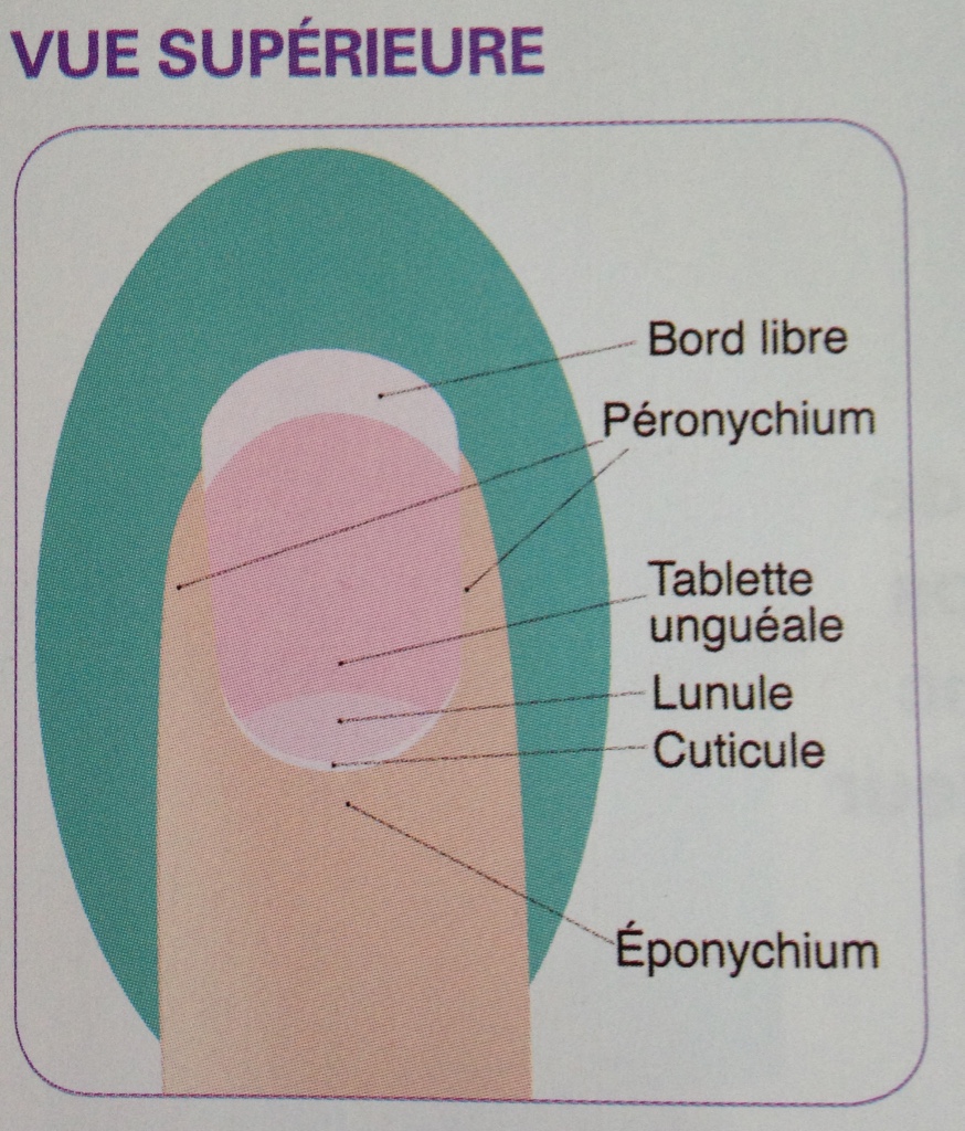 ColorNail Bien connaitre ses ongles